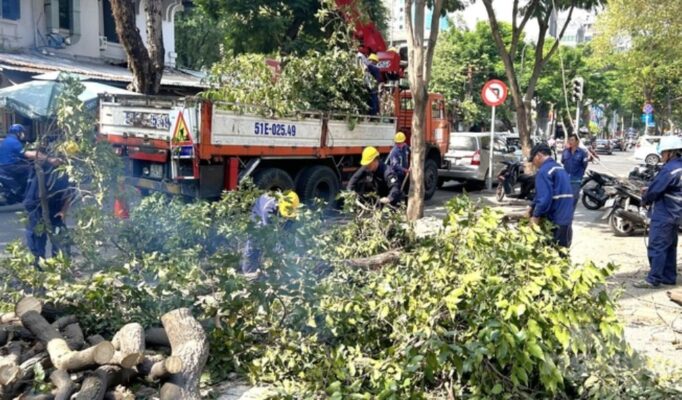 Dịch vụ cưa cây xanh giúp cắt tỉa cây xanh gọn gàng, hỗ trợ phòng chống thiên tai.