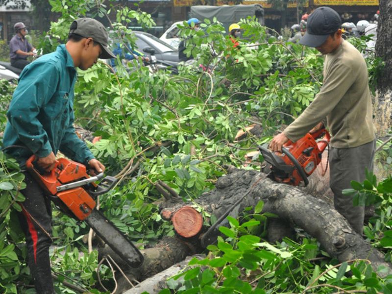 Dịch vụ cưa cây xanh quận 6