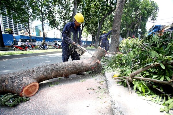 Quy trình thực hiện của dịch vụ cưa cây xanh 66