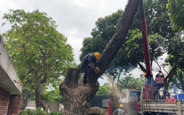 Những thời điểm cần cưa cây xanh