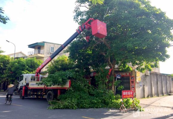 Quy trình của dịch vụ cưa cây xanh của Cây Xanh 66