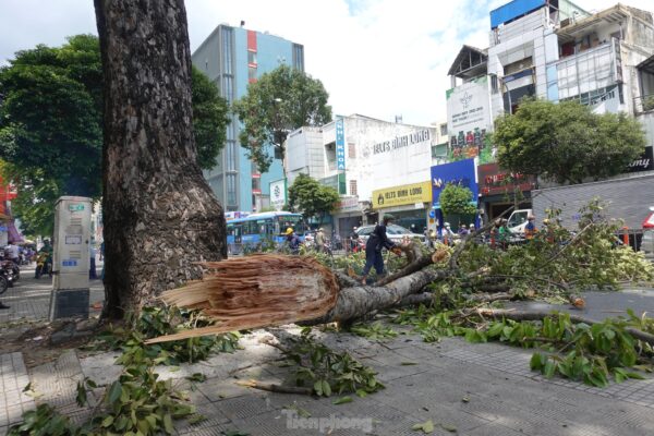 Quy trình làm việc của Cây Xanh 66