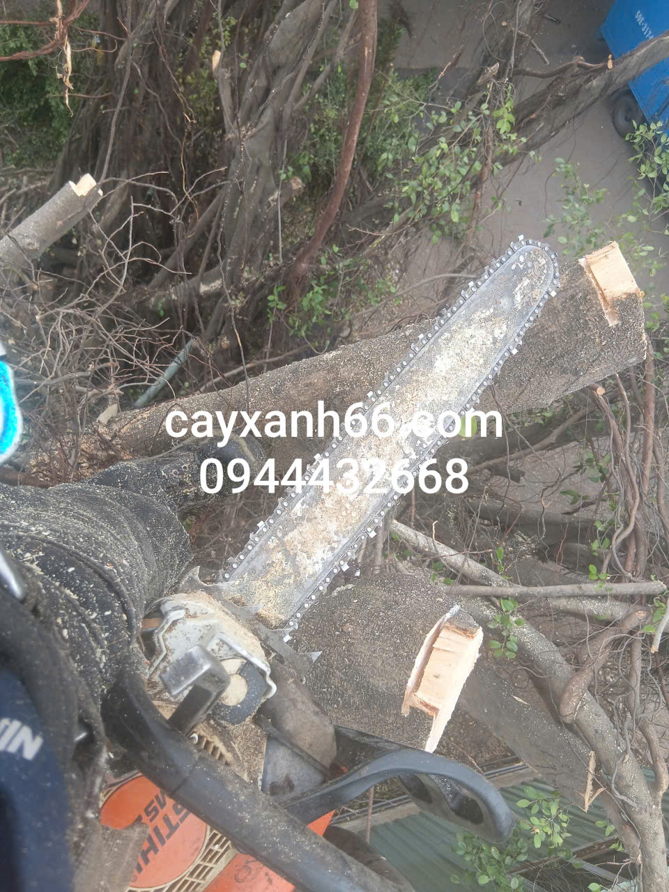 Dịch vụ cưa cây xanh .