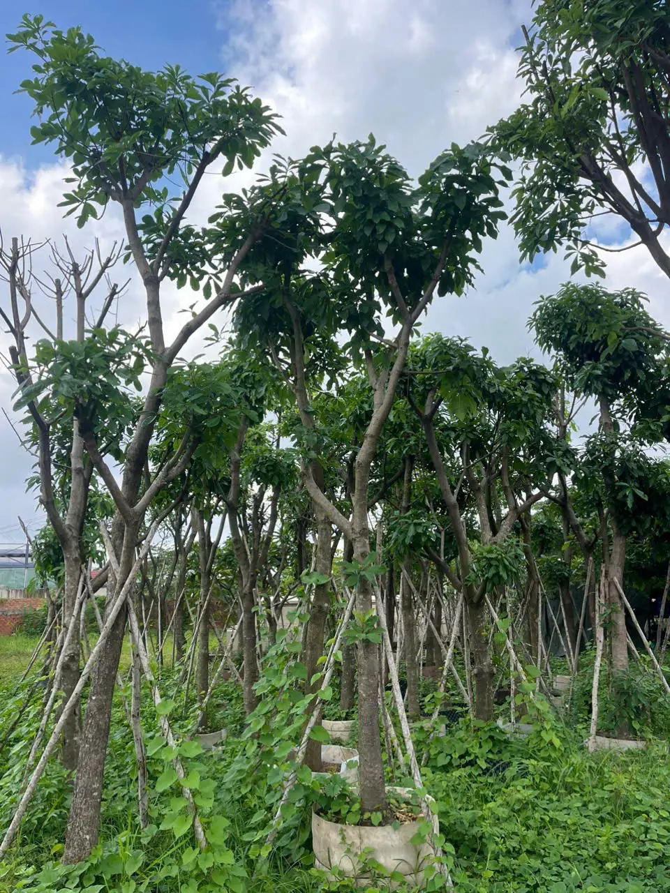 Dịch vụ chặt cây xanh 66 chặt cây xanh phường thạnh mỹ tây