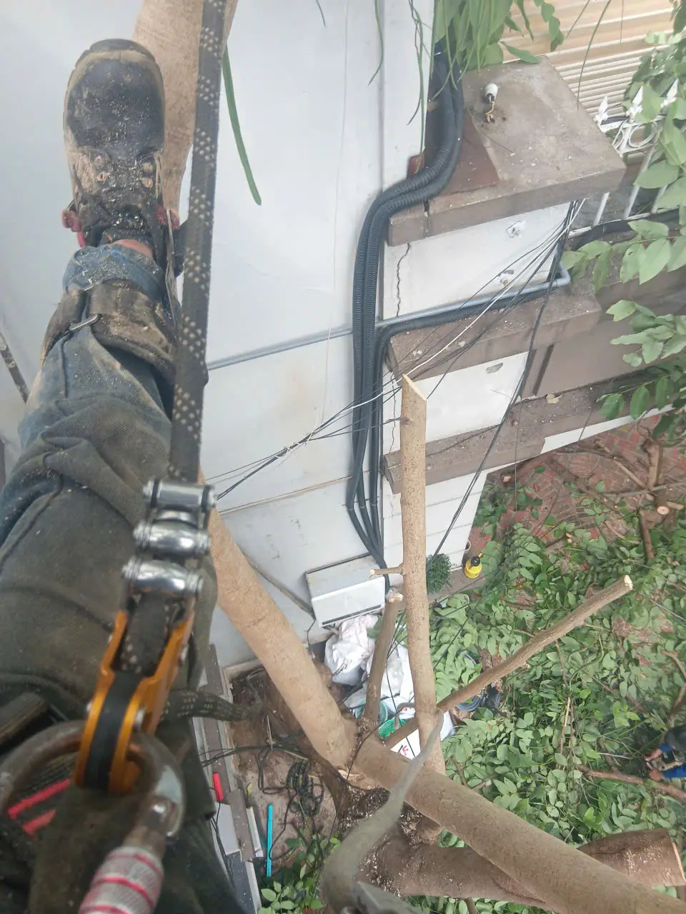 chặt cây xanh chặt cây xanh