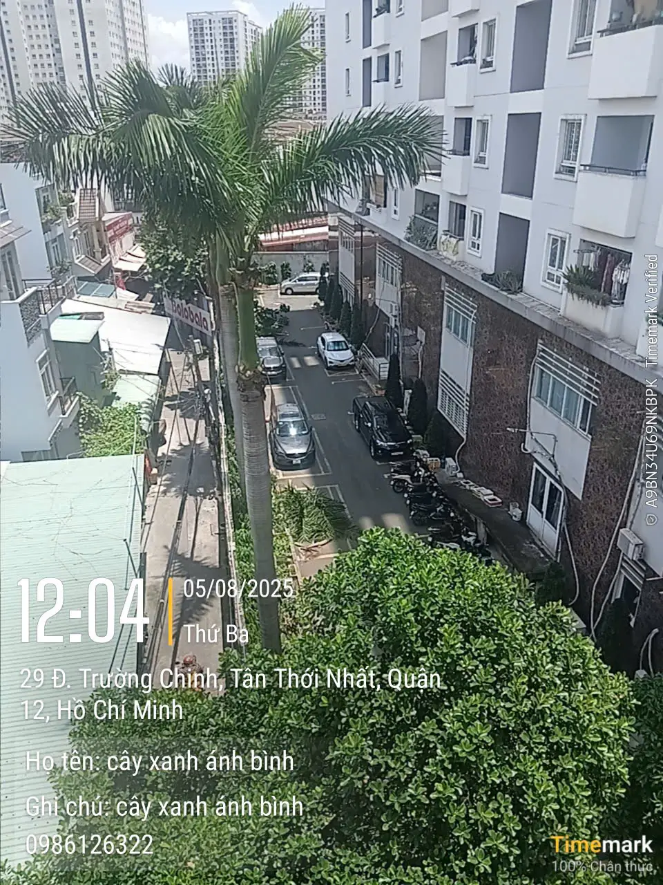 Dịch vụ chặt cây xanh 66 chặt cây xanh