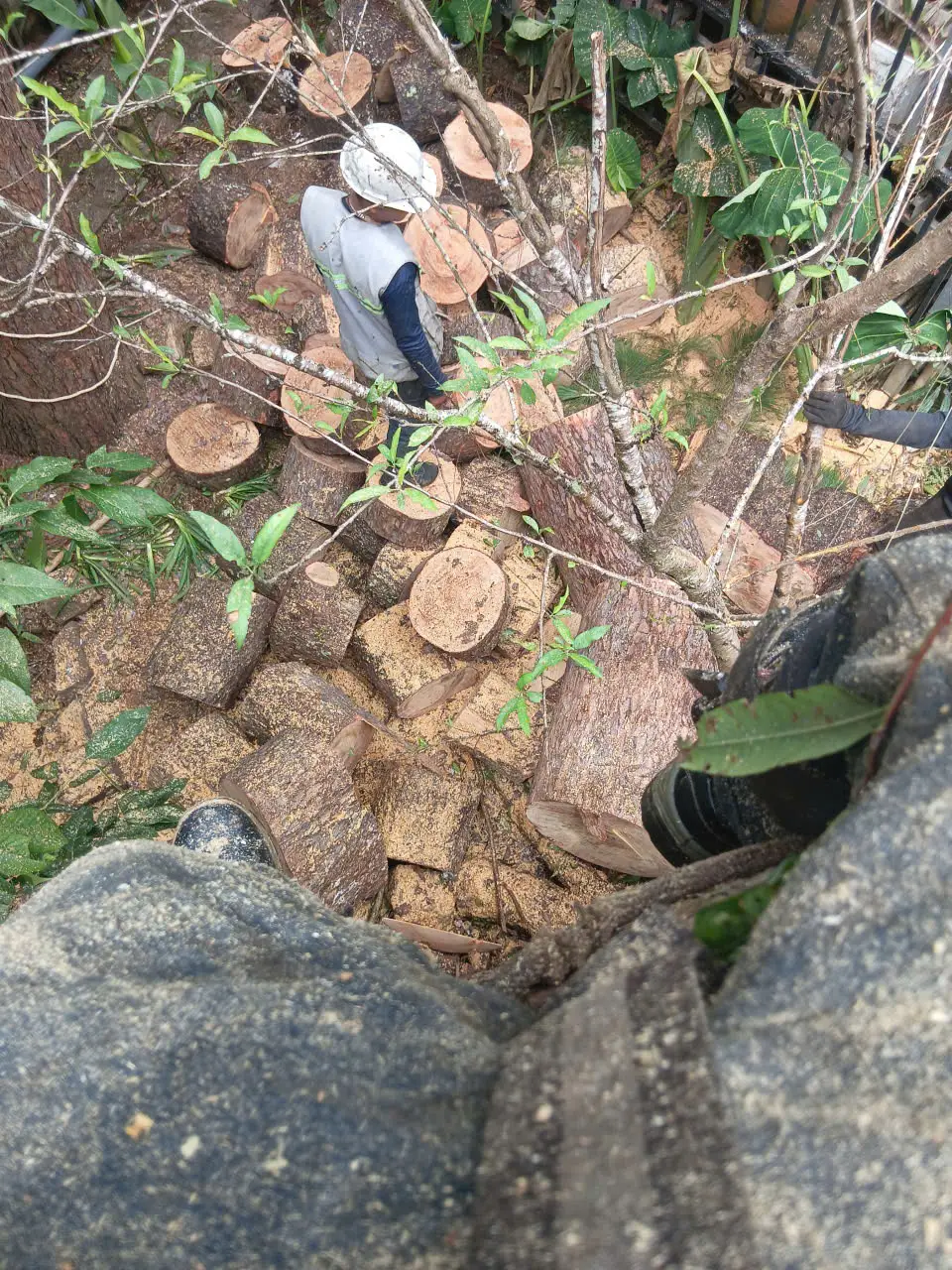 Dịch vụ chặt cây xanh 66 chặt cây xanh