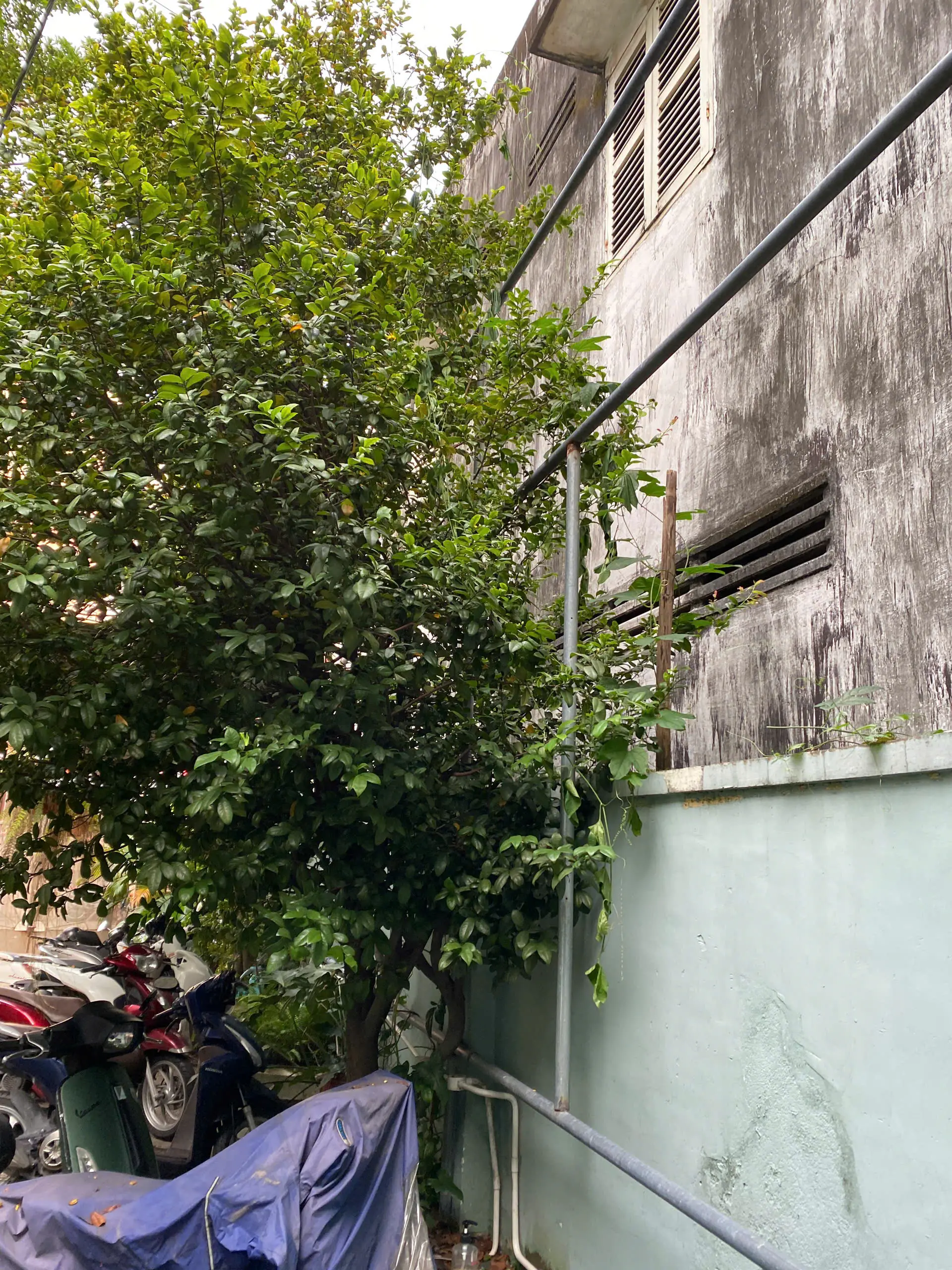 Dịch vụ chặt cây xanh 66 chặt cây xanh