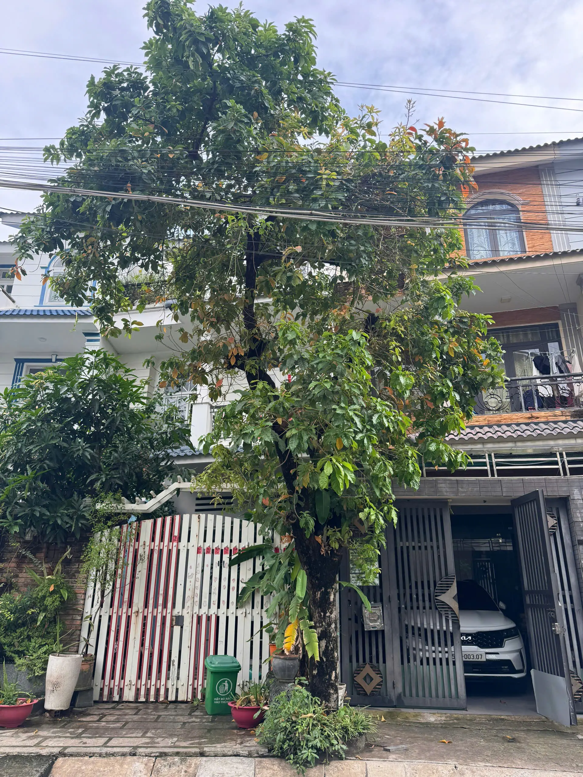 Dịch vụ chặt cây xanh 66