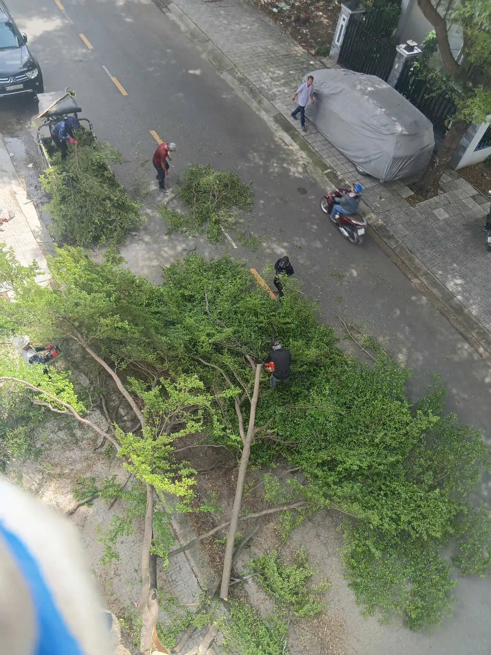 dịch vụ chặt cây xanh 66