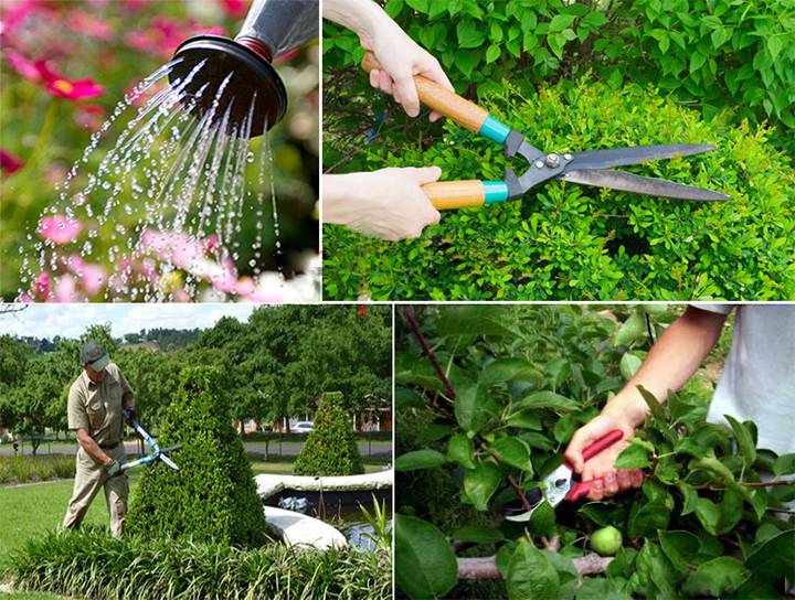 Dịch vụ cắt tỉa cây xanh